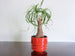 Vintage Fohr indoor plant pot, red