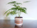 Vintage Dumler & Breiden indoor plant pot, brown, beige and terracotta with textured decoration