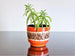 Spara planter, orange, white and brown