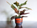 Fohr planter, matt black with red drip glaze