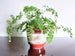 Carstens planter, red and white lava