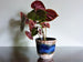 Uebelacker planter, blue, white and brown fat lava glaze