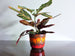 Vintage planter, orange, brown and red fire drip glaze