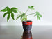 Jopeko planter, red with black lava