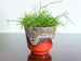 Vintage Dumler & Breiden indoor plant pot, speckled brown lava drip on red glaze