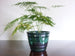 Vintage indoor plant pot, green glaze